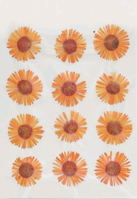 Dry Pressed Flowers - DF46-1